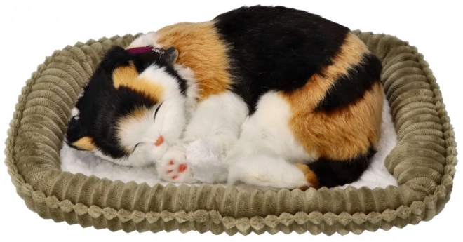 Adoptier mich dreifarbige Atemkatze