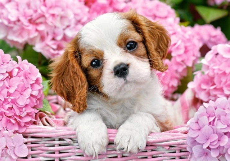 500-piece puzzle – puppy among pink flowers