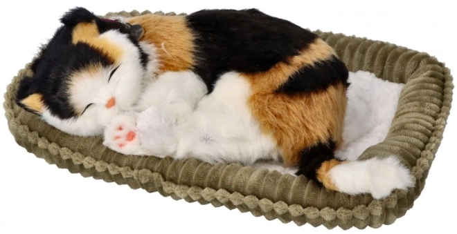 Adoptier mich dreifarbige Atemkatze