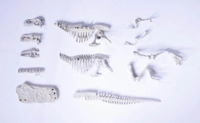 Set voor het opgraven en assembleren van dinosauriër skeletten
