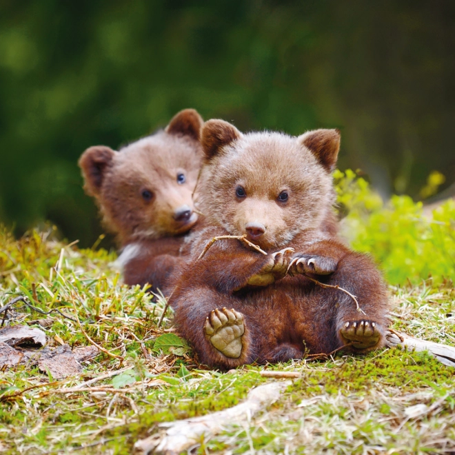 Schattige foto’s van jongdieren het hele jaar door