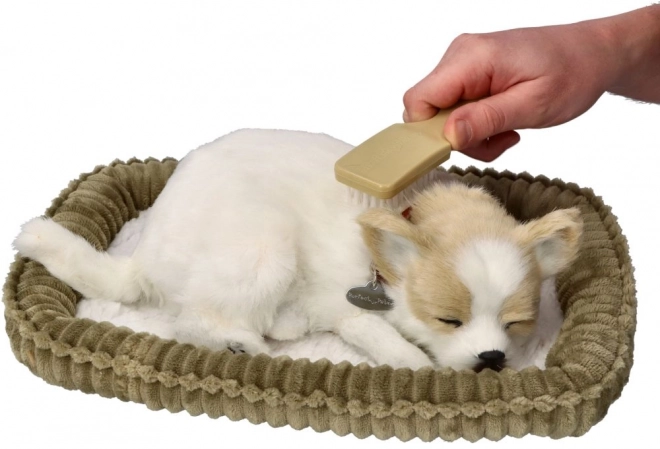 Snoring Chihuahua Puppy