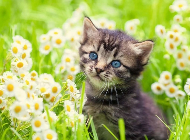 Ravensburger puzzle Kitten in the Meadow 500 pieces