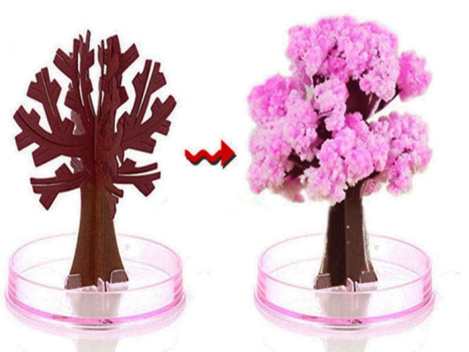 Magische Sakura Boom