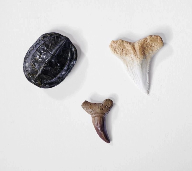 Set voor het opgraven en assembleren van dinosauriër skeletten