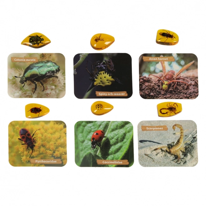 Archeologisch educatief set Insecten in Barnsteen