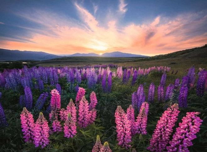 Puzzle RAVENSBURGER lupins, 500 pièces