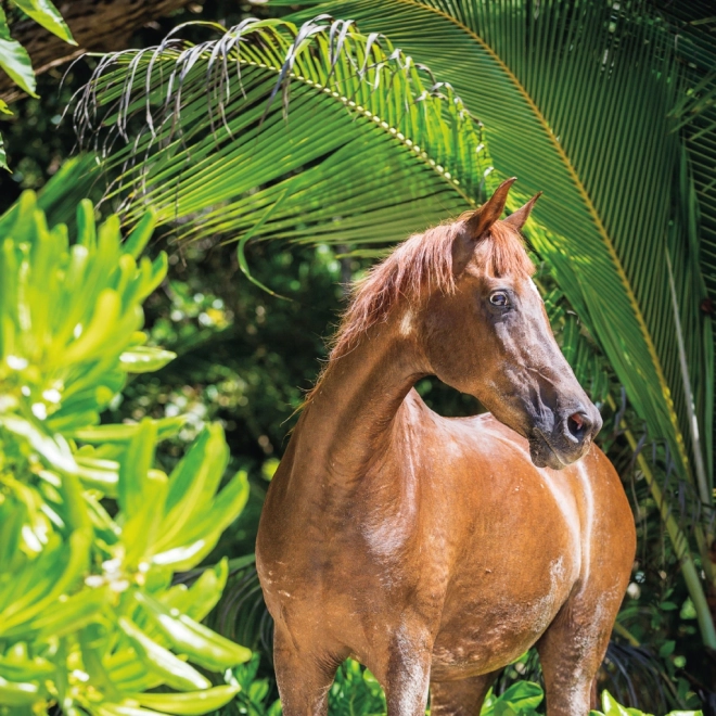NOTIQUE Notitiekalender Paarden – Christiane Slawik 2025, 30 x 30 cm