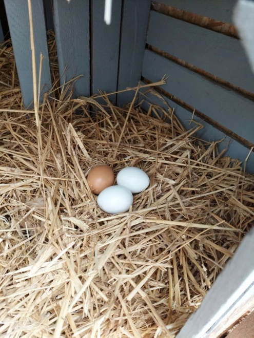 Houten eieren in een stempelbakje 6 stuks