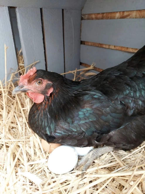 Houten eieren in een stempelbakje 6 stuks