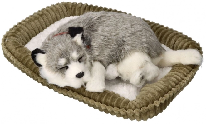 Adembenemende Alaska Husky knuffel