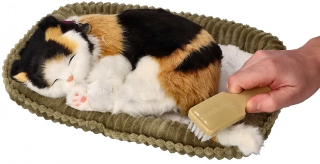 Adoptier mich dreifarbige Atemkatze