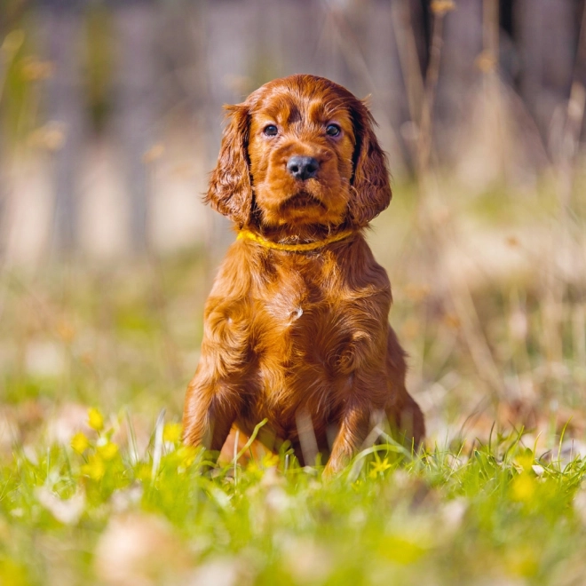 Notitiekalender Puppies 2025, 30 × 30 cm