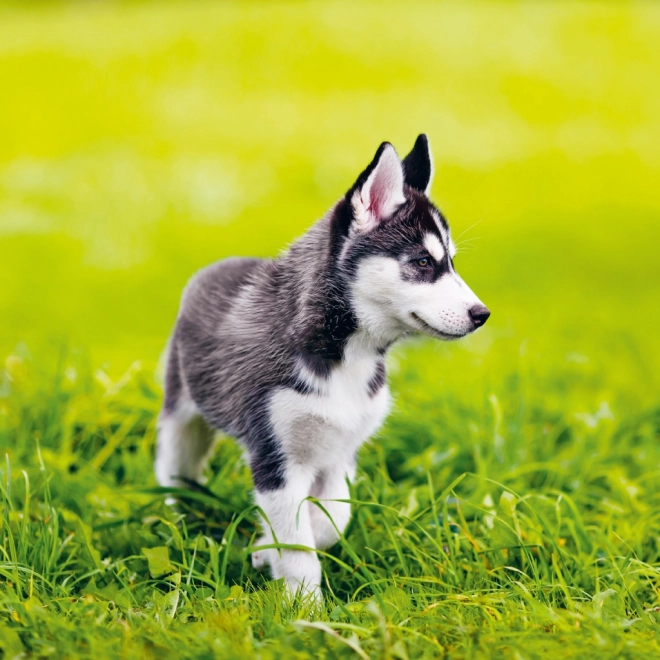 Notitiekalender Puppies 2025, 30 × 30 cm