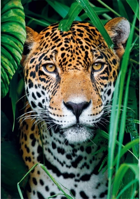 Puzzle 500 pièces Jaguar dans la jungle