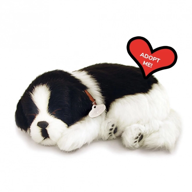Breathing Border Collie Puppy for Adoption