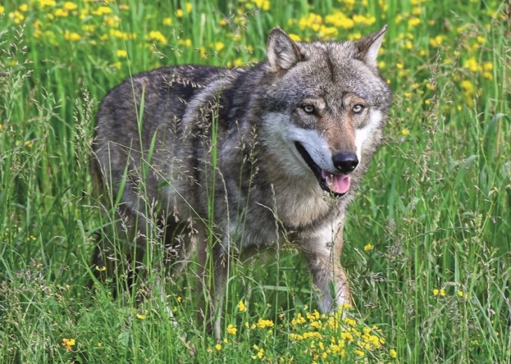 Ravensburger puzzle Fearless Wolf 1000 pieces