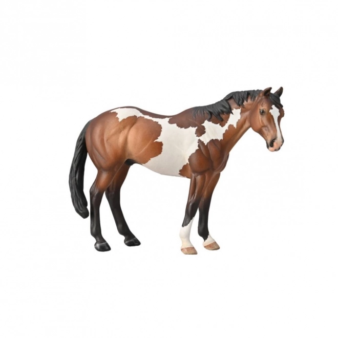 Hengst Appaloosa Bay Overo Paint
