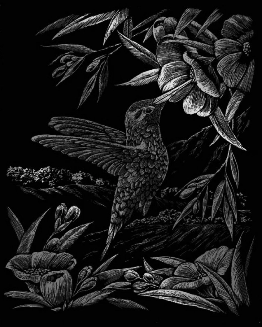 ROYAL & LANGNICKEL Images à gratter en bloc Animaux sauvages d'Amérique du Nord