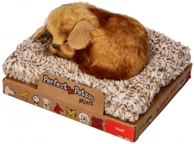 Kleine hond Perfect Petzzz