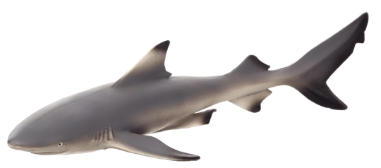 Mojo Requin à ailerons noirs