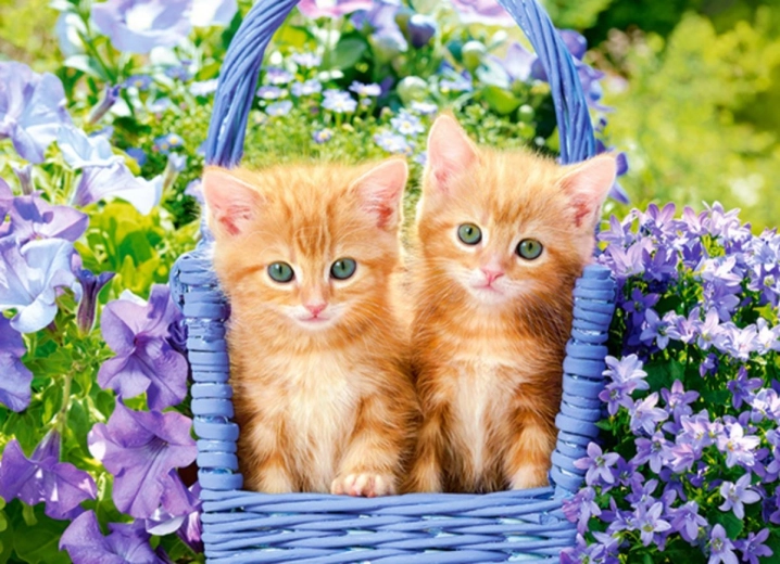 Puzzle Chatons Roux 70 pièces