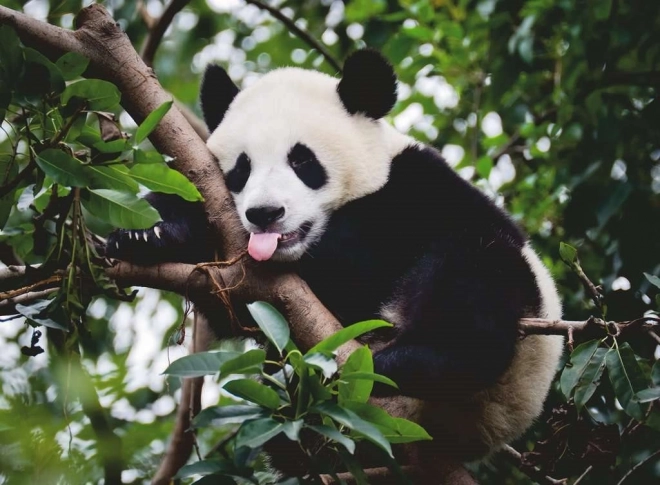 Puzzel panda van Ravensburger 500 stukjes