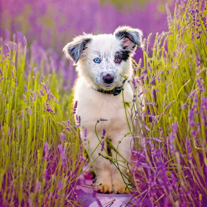 Notitiekalender Puppies 2025, 30 × 30 cm