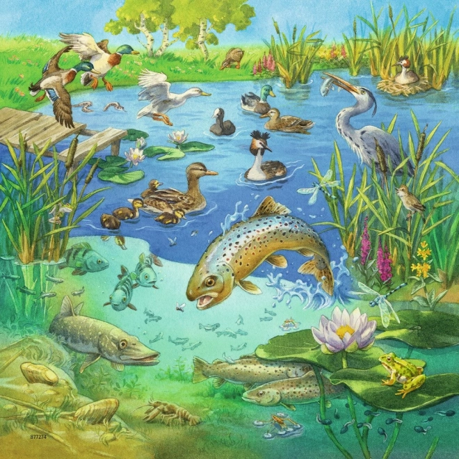 Illustration vivante de l’étang