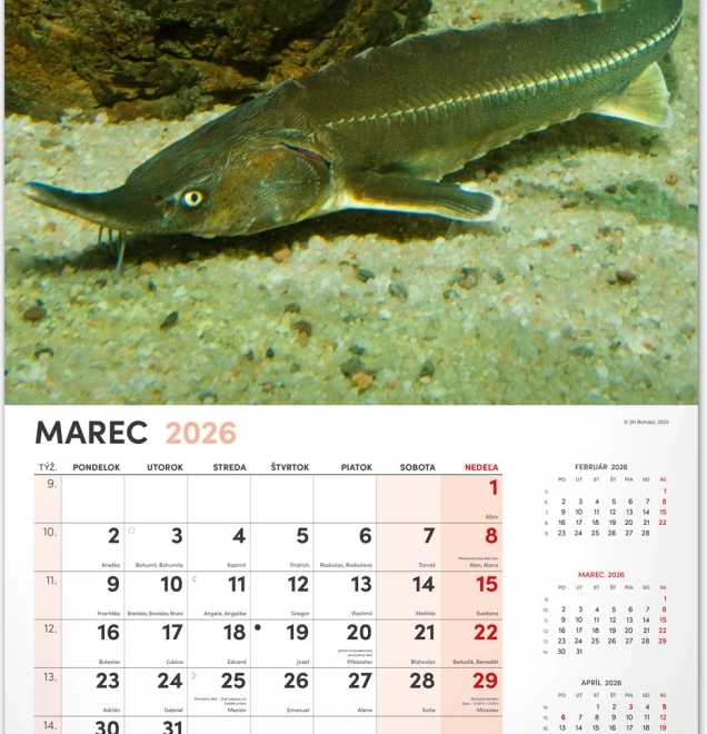 Muurkalender Vissen 2026