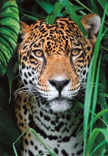 Puzzel 500 stukjes jaguar in de jungle CLEMENTONI