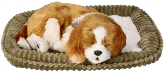 Ademend Cavalier Puppy