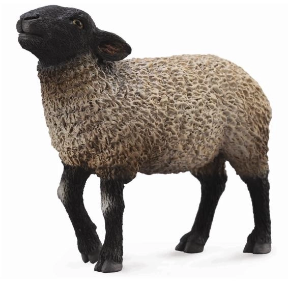 Suffolk Schaap