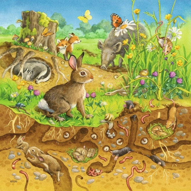Animaux de la forêt et du sous-sol