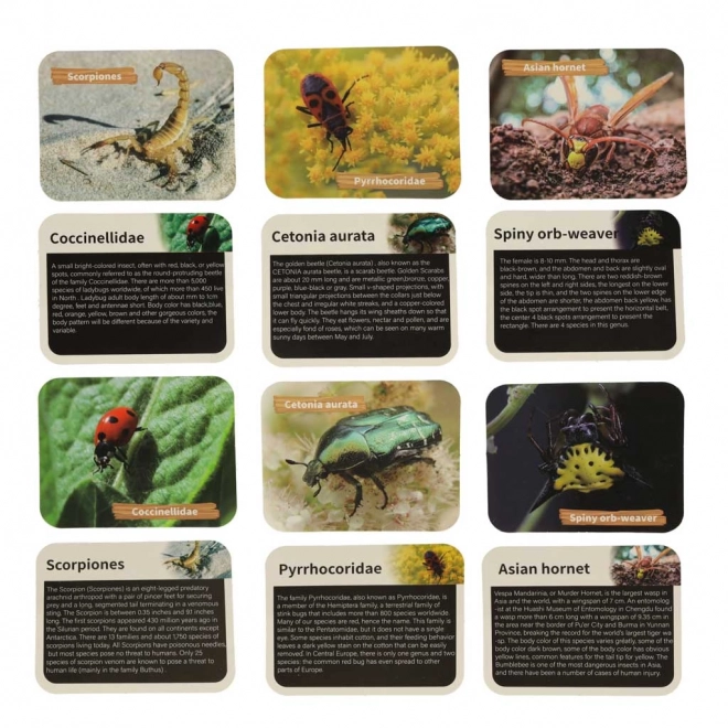 Archeologisch educatief set Insecten in Barnsteen
