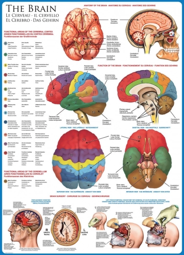 EUROGRAPHICS Puzzle Human Brain 1000 Pieces