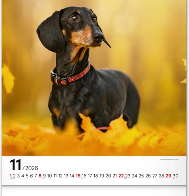 Calendrier mural Chiens 2026