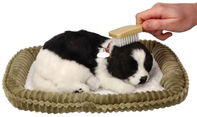 Breathing Border Collie Puppy for Adoption