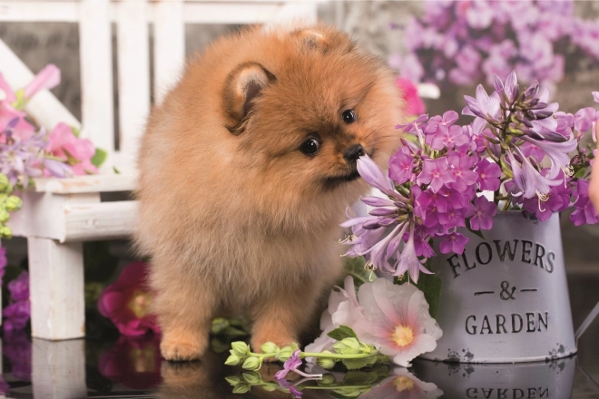 Puzzel schattige dieren: nieuwsgierige puppy 54 stukjes TREFL