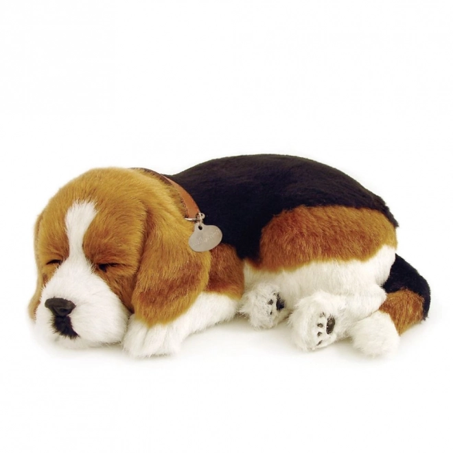 Ademend Puppy Beagle Perfect Petzzz