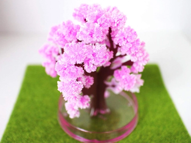 Magische Sakura Boom