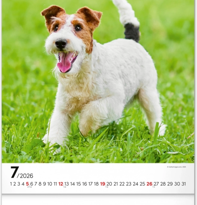 Calendrier mural Chiens 2026