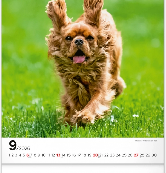 Calendrier mural Chiens 2026