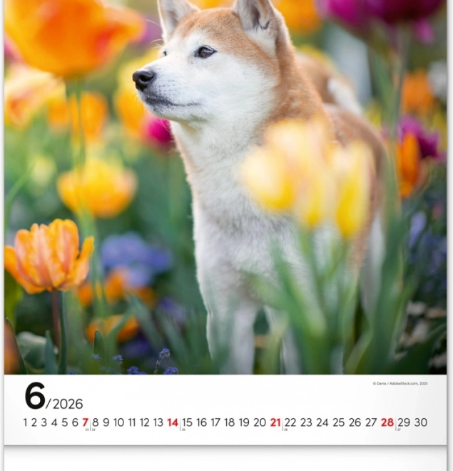 Calendrier mural Chiens 2026