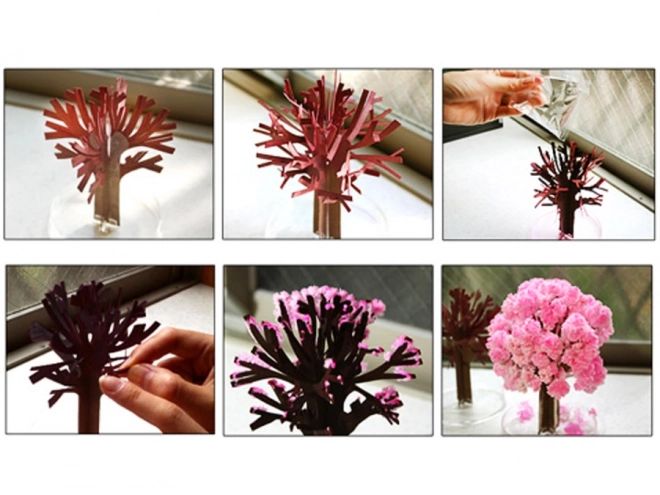 Magische Sakura Boom