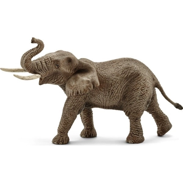 Afrikaanse olifant - mannetje