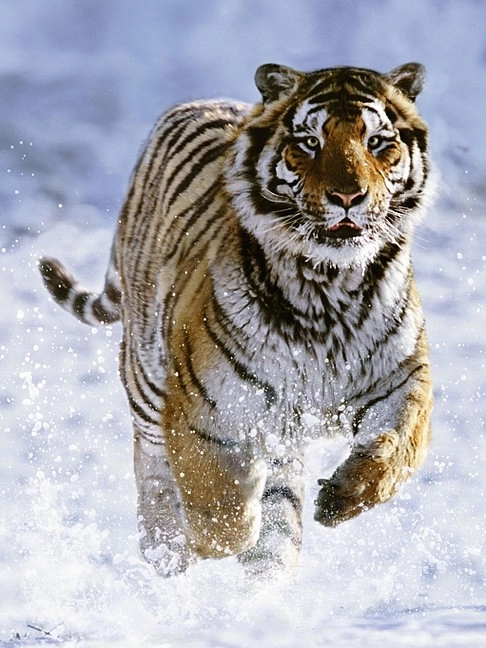 Ravensburger puzzel Tijger in de winter 500 stukjes