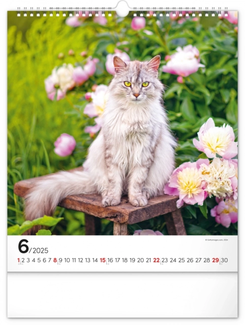 Wandkalender Katten 2025, 30 × 34 cm