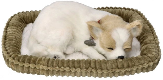 Snoring Chihuahua Puppy