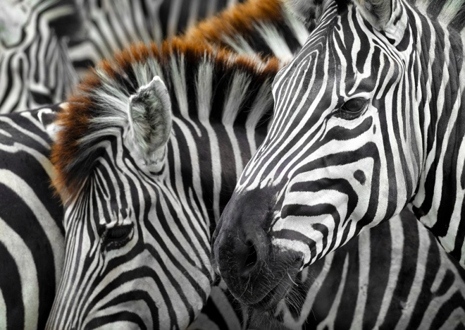Zebra Puzzle 1000 Pieces